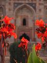 Flowers.